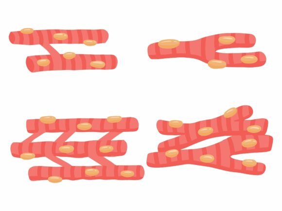 Cardiac Muscle Stem Cells