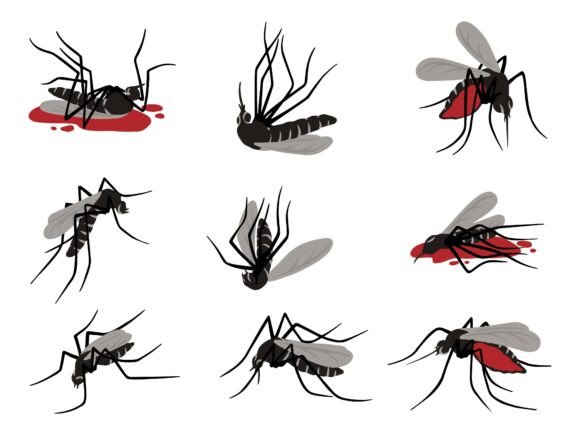 Mosquito Aedes Aegypti Illustration