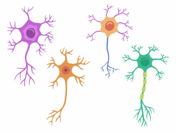 Multiporal Neuron Cell or Motor Neuron