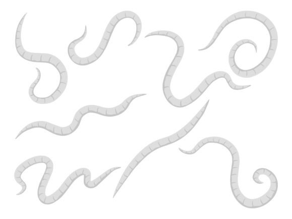 Worm Pinworm Clip Art Review